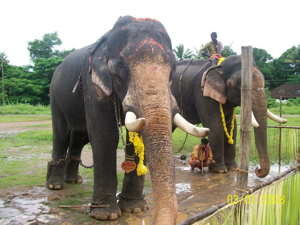 kerala_elephants
